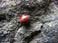 carcassonne-ladybird.jpg