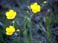 kirchdorf-daisies.jpg